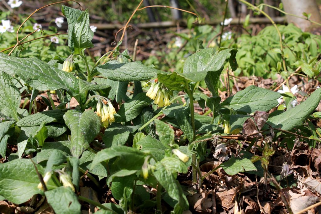 Symphytum tuberosum  / Consolida tuberosa